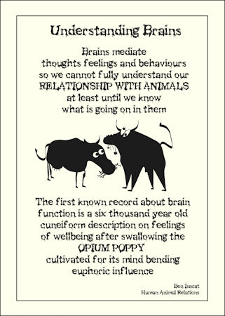 Animal brains