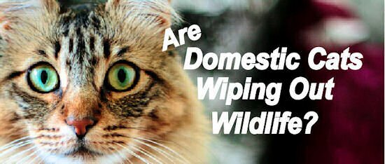 Are Domestic Cats Wiping Out Wildlife?