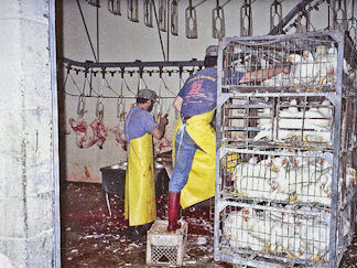 Workers shanging chickens