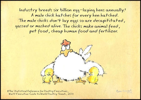 The egg industry kills 5 billion male chicks every year.