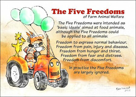 The Five Freedoms of Farm Animal Welfare