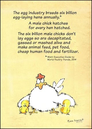 The egg industry kills billions of chicks