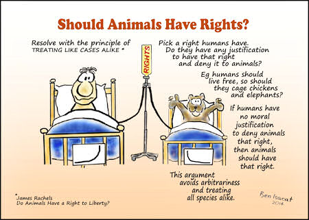 Should animal have rights