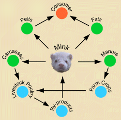 American mink cycle