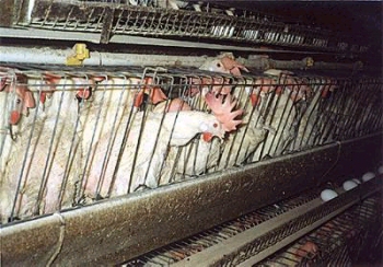 Caged hens at a factory farm
