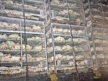 Caged broilers transport