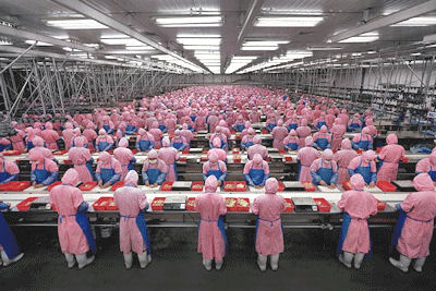 Packing chickens in a Chinese factory