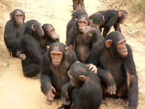 Chimpanzees orphaned by poachers in the Congo