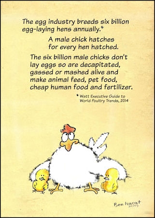 Billions of chicks die every year