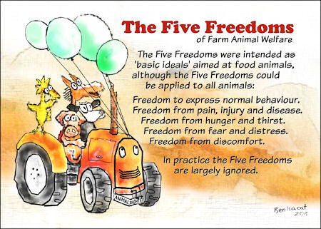 The Five Freedoms of Farm Animal Welfare - How to Do Animal Rights  Practical Activism