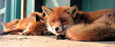Foxes (Vulpes vulpes)