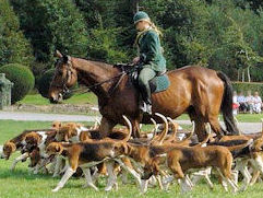 Foxhunting with hounds