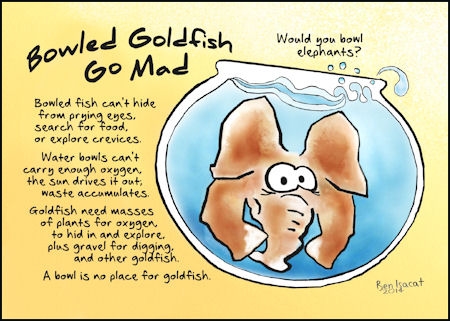 Goldfish die slowly in goldfish bowls