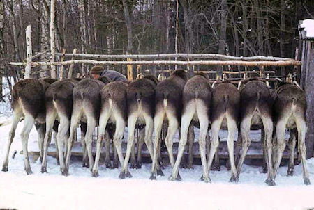 Moose feeding