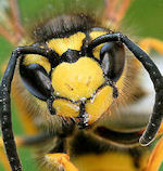 Wasps can recognise each other as individuals by facial markings