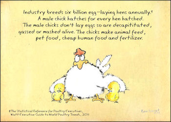 The egg industry kills 6 billion male chicks annually