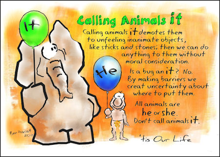 Stop calling animals 'it'