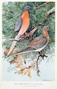 The passenger pigeon - shot out.