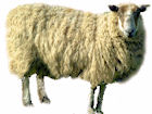 Sheep & goat statistics
