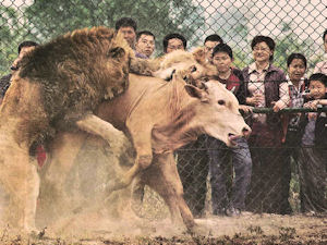 Chinese zoo onlooks watch two lions killing a cow.